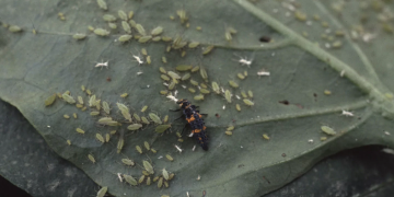 GardenPests: The Battle Against Aphids – Aphis spp