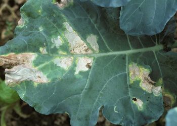 BlackRotXanthomonasCampestris: Understanding, Preventing, and Managing the Disease