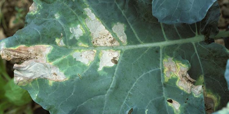 BlackRotXanthomonasCampestris: Understanding, Preventing, and Managing the Disease