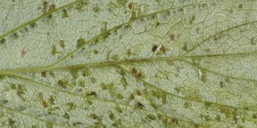 XanthomonasLeafSpot: Understanding and Combating Xanthomonas campestris