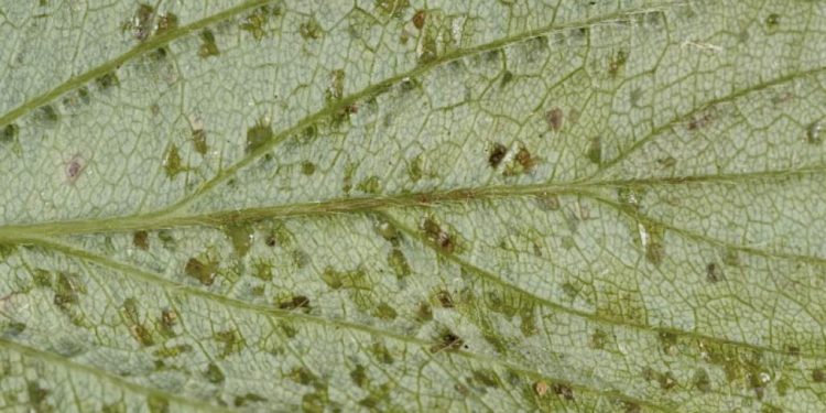 XanthomonasLeafSpot: Understanding and Combating Xanthomonas campestris