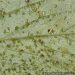 XanthomonasLeafSpot: Understanding and Combating Xanthomonas campestris