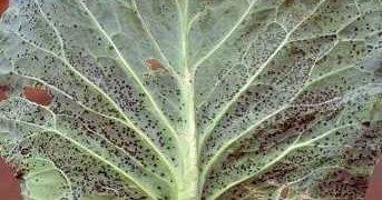 AlternariaBrassicae: Understanding and Managing Alternaria Leaf Spot in Brassica Crops