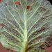 AlternariaBrassicae: Understanding and Managing Alternaria Leaf Spot in Brassica Crops