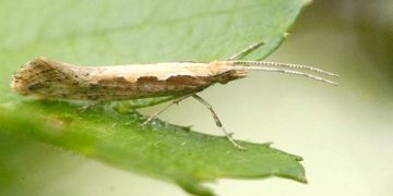 DiamondbackMothOutbreak: Understanding the Devastating Consequences of Plutella xylostella Infestations