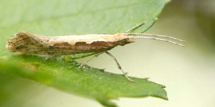 DiamondbackMothOutbreak: Understanding the Devastating Consequences of Plutella xylostella Infestations