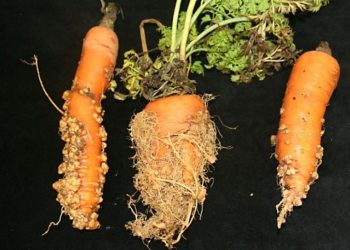 RootKnotNematode: The Invisible Culprit Affecting Agriculture