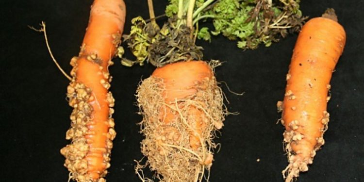 RootKnotNematode: The Invisible Culprit Affecting Agriculture