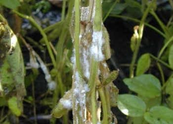 SclerotiniaRot: Understanding the Devastating Effects of Sclerotinia Sclerotiorum on Crops