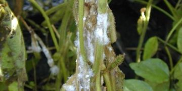 SclerotiniaRot: Understanding the Devastating Effects of Sclerotinia Sclerotiorum on Crops