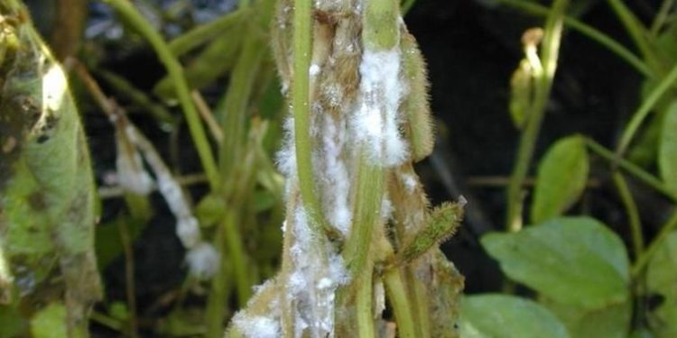 SclerotiniaRot: Understanding the Devastating Effects of Sclerotinia Sclerotiorum on Crops