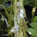 SclerotiniaRot: Understanding the Devastating Effects of Sclerotinia Sclerotiorum on Crops