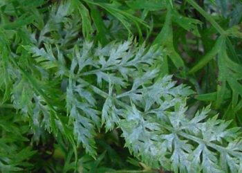 PreventingPowderyMildew: Strategies for Keeping Your Plants Healthy