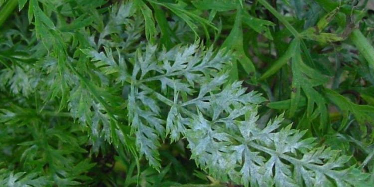 PreventingPowderyMildew: Strategies for Keeping Your Plants Healthy