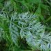 PreventingPowderyMildew: Strategies for Keeping Your Plants Healthy