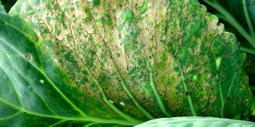 DownyMildewOutbreak: Understanding and Preventing Peronospora parasitica