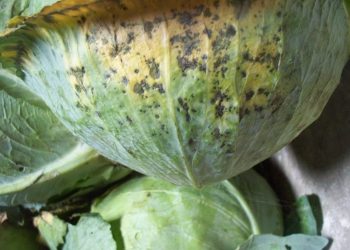ProtectYourGarden: Understanding and Preventing Black Leaf Spot in Cruciferous Plants