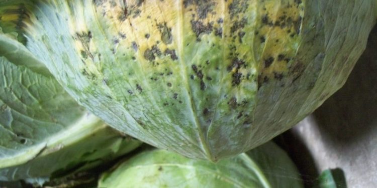 ProtectYourGarden: Understanding and Preventing Black Leaf Spot in Cruciferous Plants