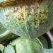 ProtectYourGarden: Understanding and Preventing Black Leaf Spot in Cruciferous Plants
