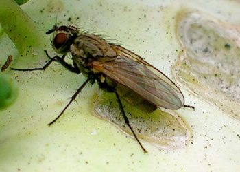 Protecting Your Brassica Crops: The Battle Against the Cabbage Root Fly