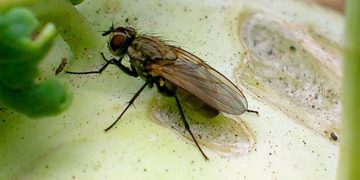 Protecting Your Brassica Crops: The Battle Against the Cabbage Root Fly