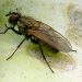 Protecting Your Brassica Crops: The Battle Against the Cabbage Root Fly