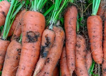 StopCarrotRustFly: Protecting Your Crops and Ensuring Food Security