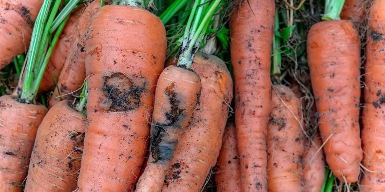 StopCarrotRustFly: Protecting Your Crops and Ensuring Food Security