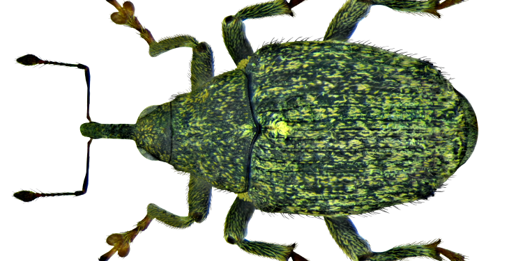 CabbageSeedpodWeevilControl