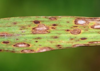 BrownSpot: Understanding the Fungal Disease Pseudocercosporella capsellae