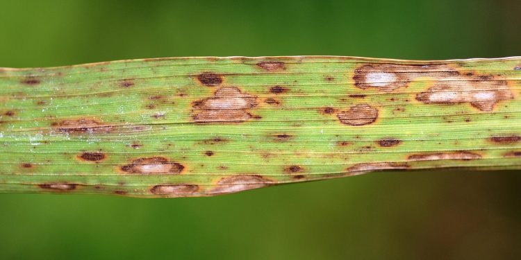 BrownSpot: Understanding the Fungal Disease Pseudocercosporella capsellae