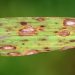 BrownSpot: Understanding the Fungal Disease Pseudocercosporella capsellae
