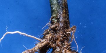 FightingFusarium: Understanding and Combating Fusarium Crown Rot