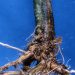 FightingFusarium: Understanding and Combating Fusarium Crown Rot