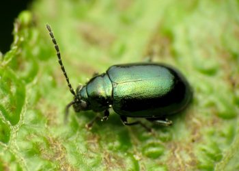 The Flea Beetle and Its Effects on Cruciferous Crops