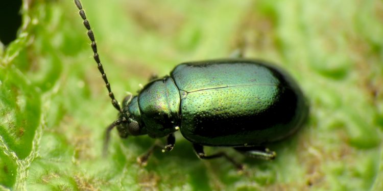 The Flea Beetle and Its Effects on Cruciferous Crops