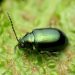 The Flea Beetle and Its Effects on Cruciferous Crops