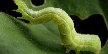 CabbageLooperChronicles: Understanding the Life Cycle and Management of Trichoplusia ni