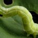 CabbageLooperChronicles: Understanding the Life Cycle and Management of Trichoplusia ni