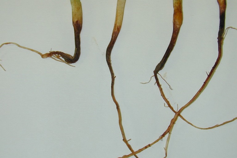 Черная ножка у растений. Фузариозная корневая гниль озимой пшеницы. Питиум дебарианум. Фузариум корневые гнили. Фузариозная корневая гниль.