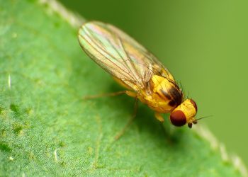 Dealing with Liriomyza trifolii infestation: Tips for farmers and agronomists