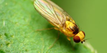 Dealing with Liriomyza trifolii infestation: Tips for farmers and agronomists