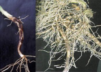 RhizoctoniaSolani: Understanding the Fungal Pathogen Affecting Crop Yield