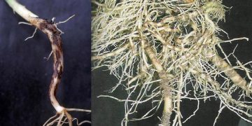 RhizoctoniaSolani: Understanding the Fungal Pathogen Affecting Crop Yield
