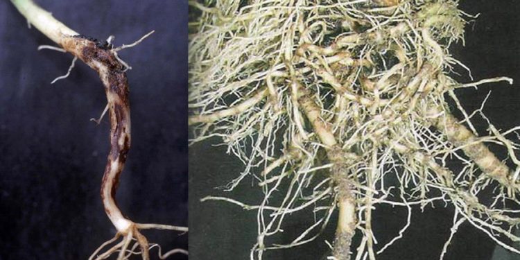 RhizoctoniaSolani: Understanding the Fungal Pathogen Affecting Crop Yield