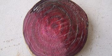 BlacklegFungusOutbreak: Understanding Phoma Lingam and its Impact on Agriculture