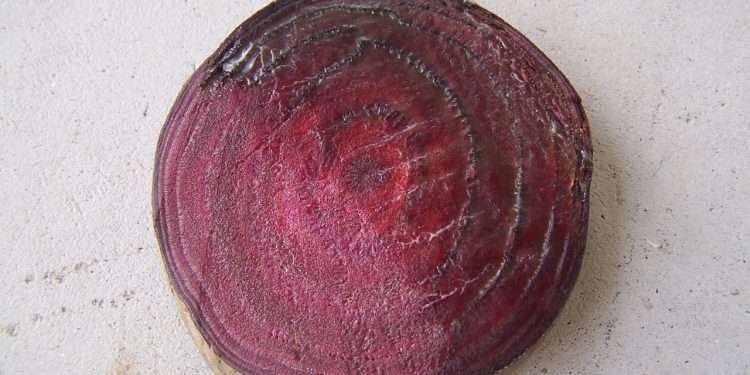 BlacklegFungusOutbreak: Understanding Phoma Lingam and its Impact on Agriculture