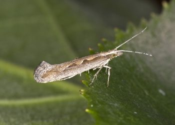 The Menace of Diamondback Moth: An Invasive Pest Threatening Cruciferous Crops