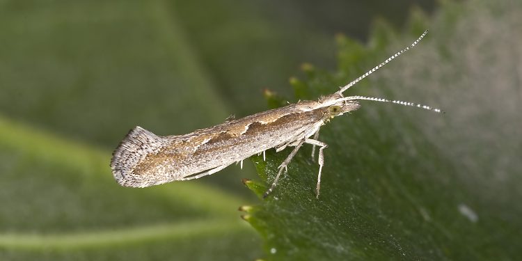 The Menace of Diamondback Moth: An Invasive Pest Threatening Cruciferous Crops