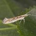 The Menace of Diamondback Moth: An Invasive Pest Threatening Cruciferous Crops